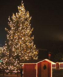 Albero di Natale a Cervia Albero di Natale a Cervia