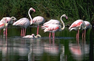 Fenicotteri nelle Saline di Cervia Fenicotteri nelle Saline di Cervia