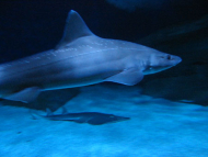 Squalo, Acquario Cattolica Le Navi