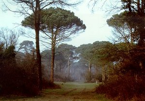 Pineta Milano Marittima